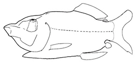 Familia Opisthoproctidae_01.jpg